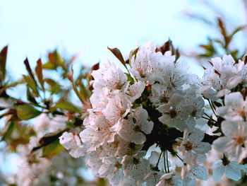 Low angle view of cherry blossom tree