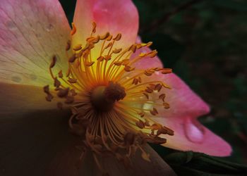 Close-up of pink flower blooming in garden