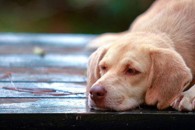 Close-up of dog relaxing on table