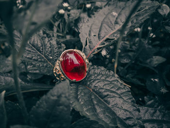 Close-up of raindrops on red leaves