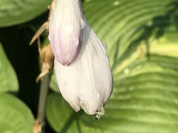 Close-up of raindrops on leaf