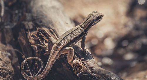 Close-up of lizard on wood