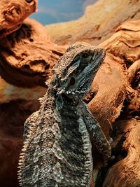 Close-up of lizard on tree