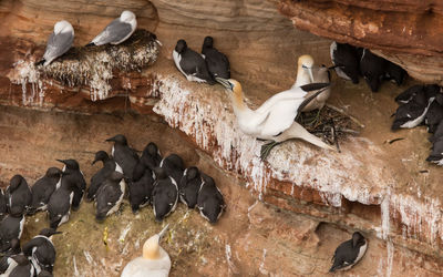 High angle view of birds on wood