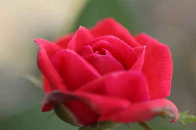 Close-up of red flower blooming outdoors