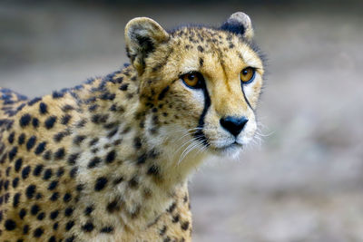 Close-up of cheetah