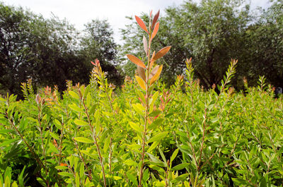 Close-up of fresh green plants