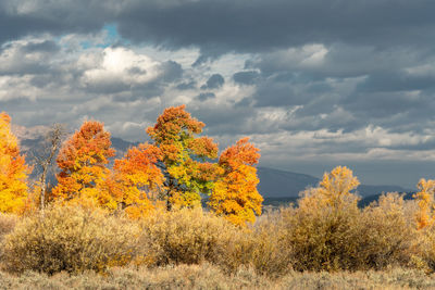 Panoramic view of trees on field against sky during autumn