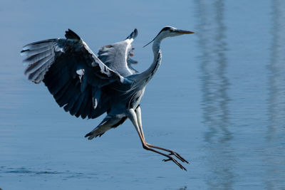 Gray heron flying over lake