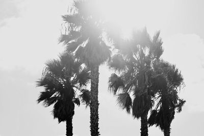 Low angle view of palm tree against clear sky