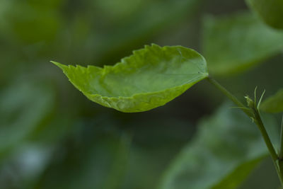 Close-up of fresh green leaves