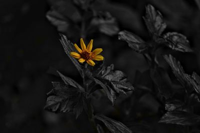 Close-up of yellow flowers blooming outdoors