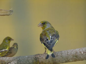 Close-up of birds perching on a bird feeder
