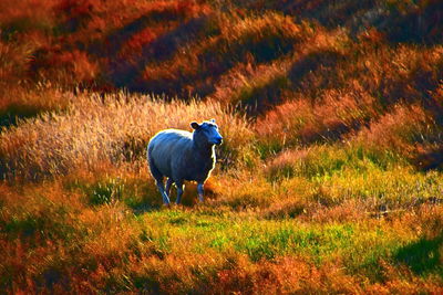 Horse standing in field