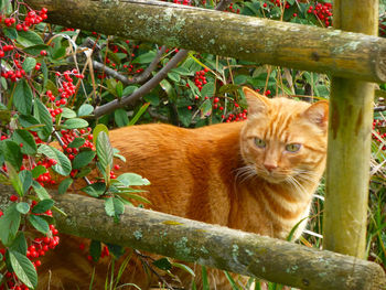 Portrait of a cat sitting on tree