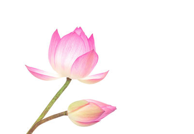 Close-up of pink rose against white background