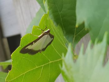 Close-up of insect on leaf