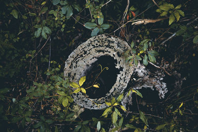 View of an animal on tree trunk