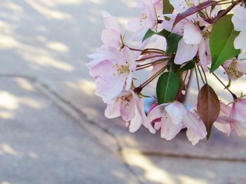 Close-up of pink cherry blossoms