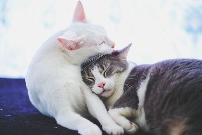 Caring cats