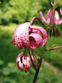 Close-up of pink flower