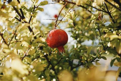 Red berries growing on tree