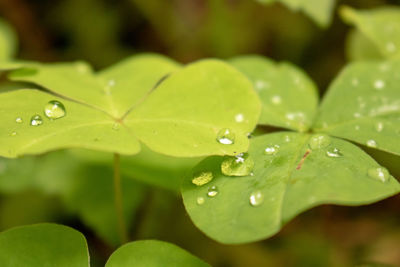 Close-up of water drops on leaves