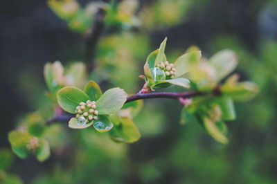 Close-up of flowers