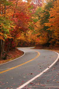 Road passing through forest