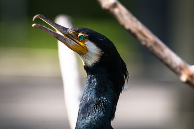 Close-up of bird