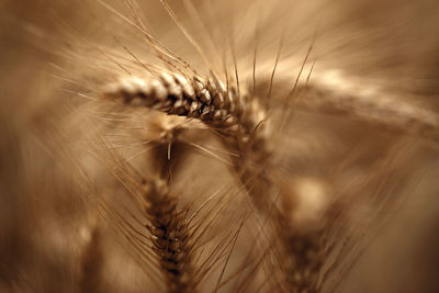 Ripe ears of rye in rye field. wind motion. close up. macro