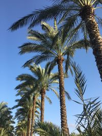 Low angle view of palm tree against clear blue sky