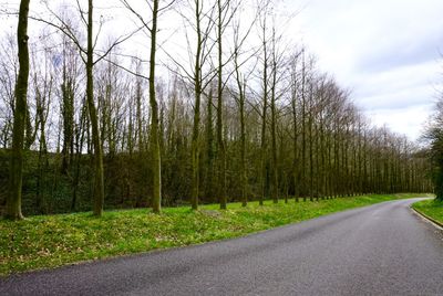 Empty road along trees