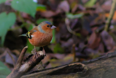 Close-up of bird perching outdoors