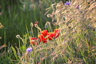 Close-up of red flowering plant on field