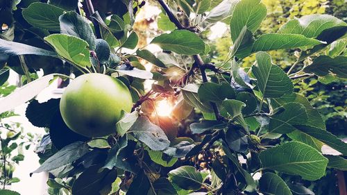 Close-up of apples on tree