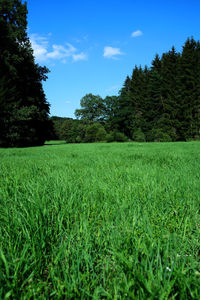 Scenic view of grassy field against sky