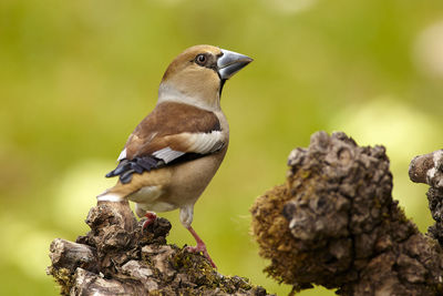 Close-up of bird perching on rock