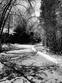 Bare trees by road in city during winter