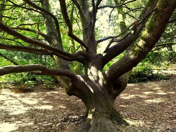 Tree trunk on field