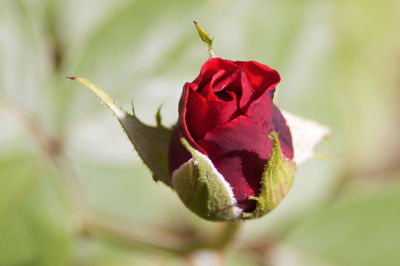 Close-up of red rose bud