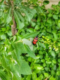 Close-up of ladybug on plant