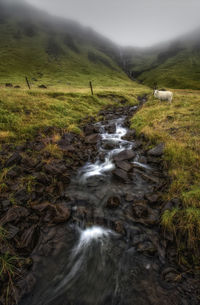 Stream flowing amidst field