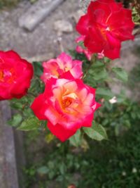 Close-up of red roses blooming outdoors