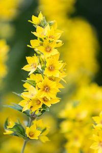 Close-up of yellow flower