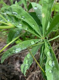 Close-up of wet plant leaves during rainy season