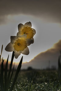 Close-up of fresh yellow flower against sky