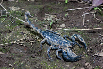 High angle view of lizard on field