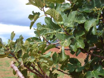 Plant growing on tree