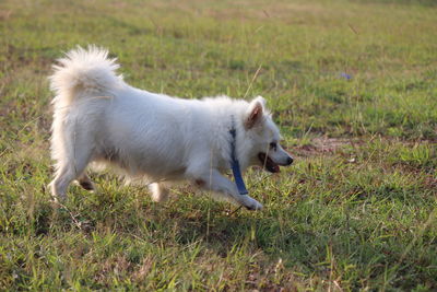 Side view of dog walking on field